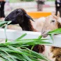 深入了解赛事 - 问鼎娱乐